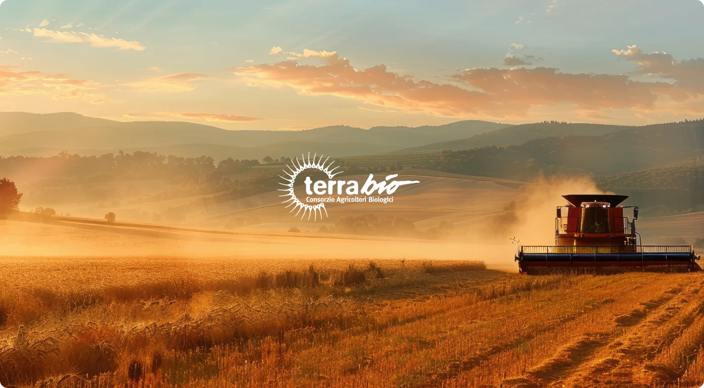 Raccolto di grano biologico del Consorzio Terra Bio nelle colline marchigiane al tramonto.
